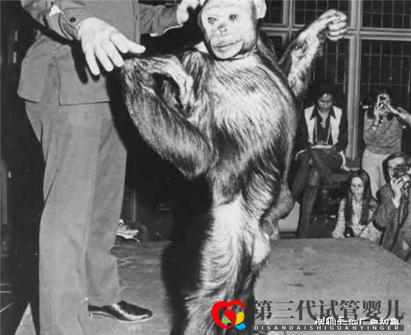这只黑猩猩已经基因突变，差点变成人！它们与人类只差1.2％(图1)