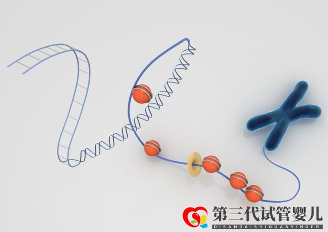 染色体异常,能通过试管婴儿要孩子吗(图1) 染色体异常,能通过试管婴儿要孩子吗(图1)