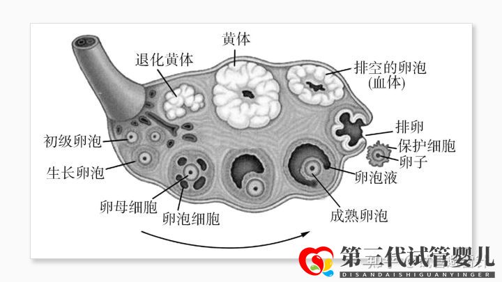 试管婴儿费用大约多少2022年——最全面的费用详解(...(图5) 试管婴儿费用大约多少2022年——最全面的费用详解(...(图5)