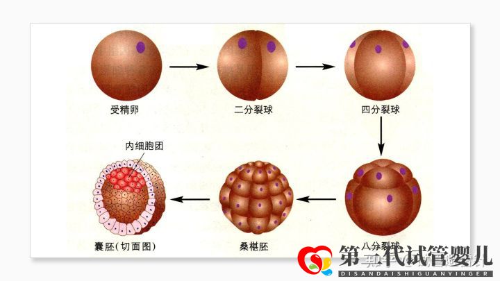 试管婴儿费用大约多少2022年——最全面的费用详解(...(图7) 试管婴儿费用大约多少2022年——最全面的费用详解(...(图7)