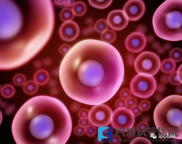 成都第三代试管要取多少卵子才可以成功得到一个健康的试管宝宝?(图1) 成都第三代试管要取多少卵子才可以成功得到一个健康的试管宝宝?(图1)