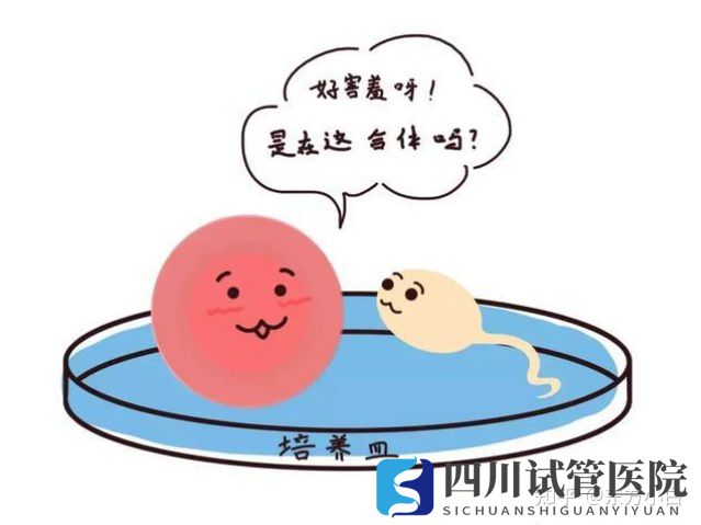 成都三代试管多少钱公立医院和服务机构有什么区(图1) 成都三代试管多少钱公立医院和服务机构有什么区(图1)