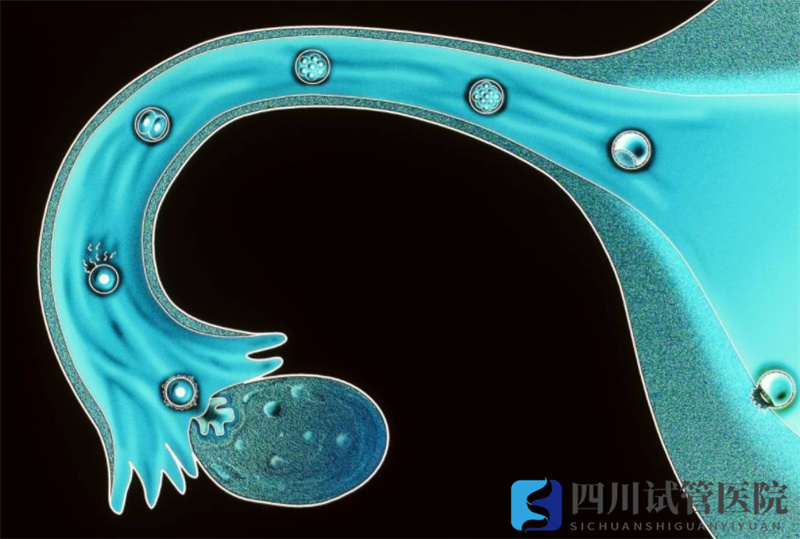 成都试管婴儿获卵数越多,试管婴儿成功率就越高吗?(图1) 成都试管婴儿获卵数越多,试管婴儿成功率就越高吗?(图1)