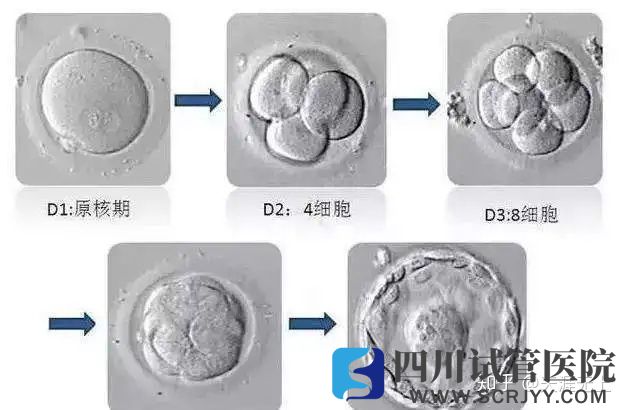 试管婴儿选取移植胚胎的标准是什么(图1) 试管婴儿选取移植胚胎的标准是什么(图1)