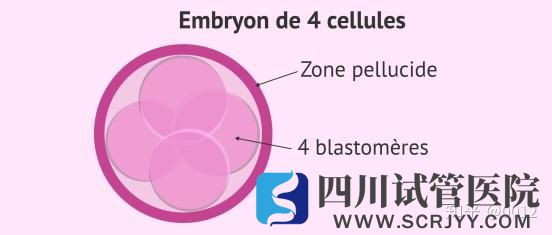 移植胚胎时子宫内膜应该满足哪些条件(图1) 移植胚胎时子宫内膜应该满足哪些条件(图1)