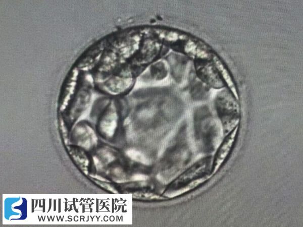 养囊后移植成功率更高