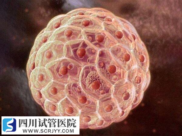 囊胚的冷冻保存费用比较高